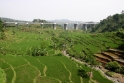 Rice paddies between Jakarta and Yojyakarta, Java Indonesia